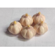 Mini Garlic